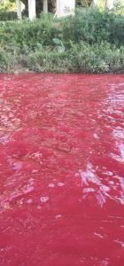 Read more about the article Shocked Villagers Find Their River Has Turned Blood Red