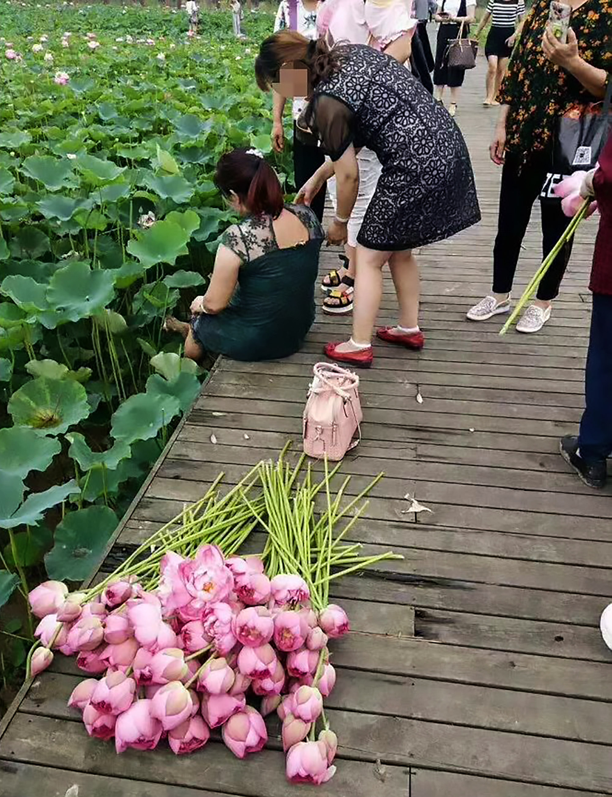 Read more about the article Tourists Nick Precious Lotus Flowers From Closed Park