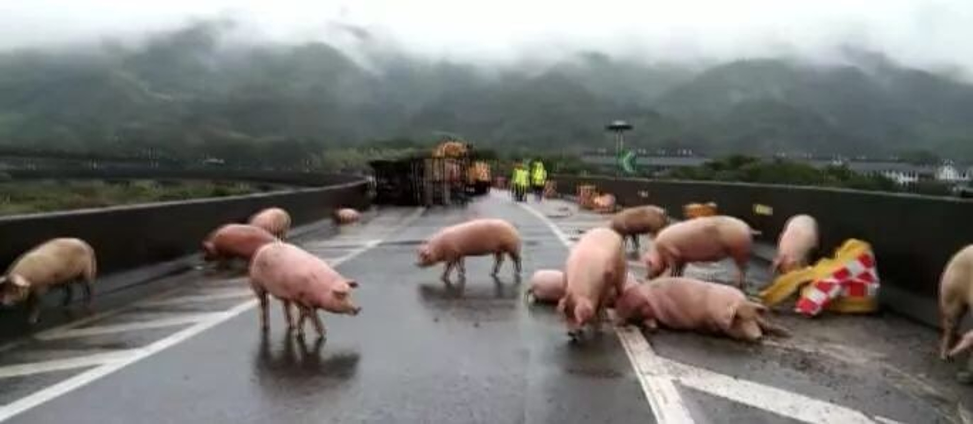 Read more about the article 30 Pigs Run Amok On Motorway After Farm Lorry Overturns