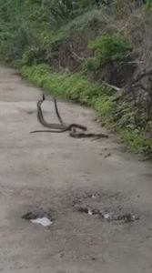 Read more about the article Rare Moment 3 Snakes Fight For Territory At Same Time