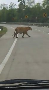 Read more about the article Tiger Filmed Leaping Across Crash Barrier On Main Road