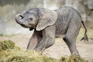 Read more about the article Cute Newborn Elephant Learns To Walk With Mum