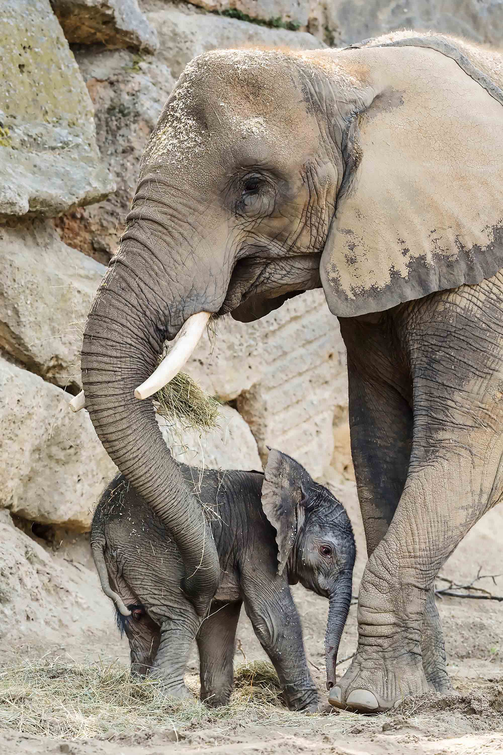 Слон слониха Слоненок Слонята