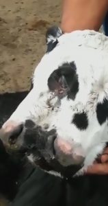 Read more about the article Mutant Baby Cow Born With 3 Eyes And 2 Mouths
