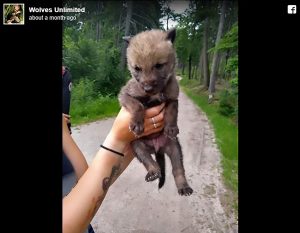 Read more about the article Adorable Baby Wolf Separated From Mum Adopted By Dog