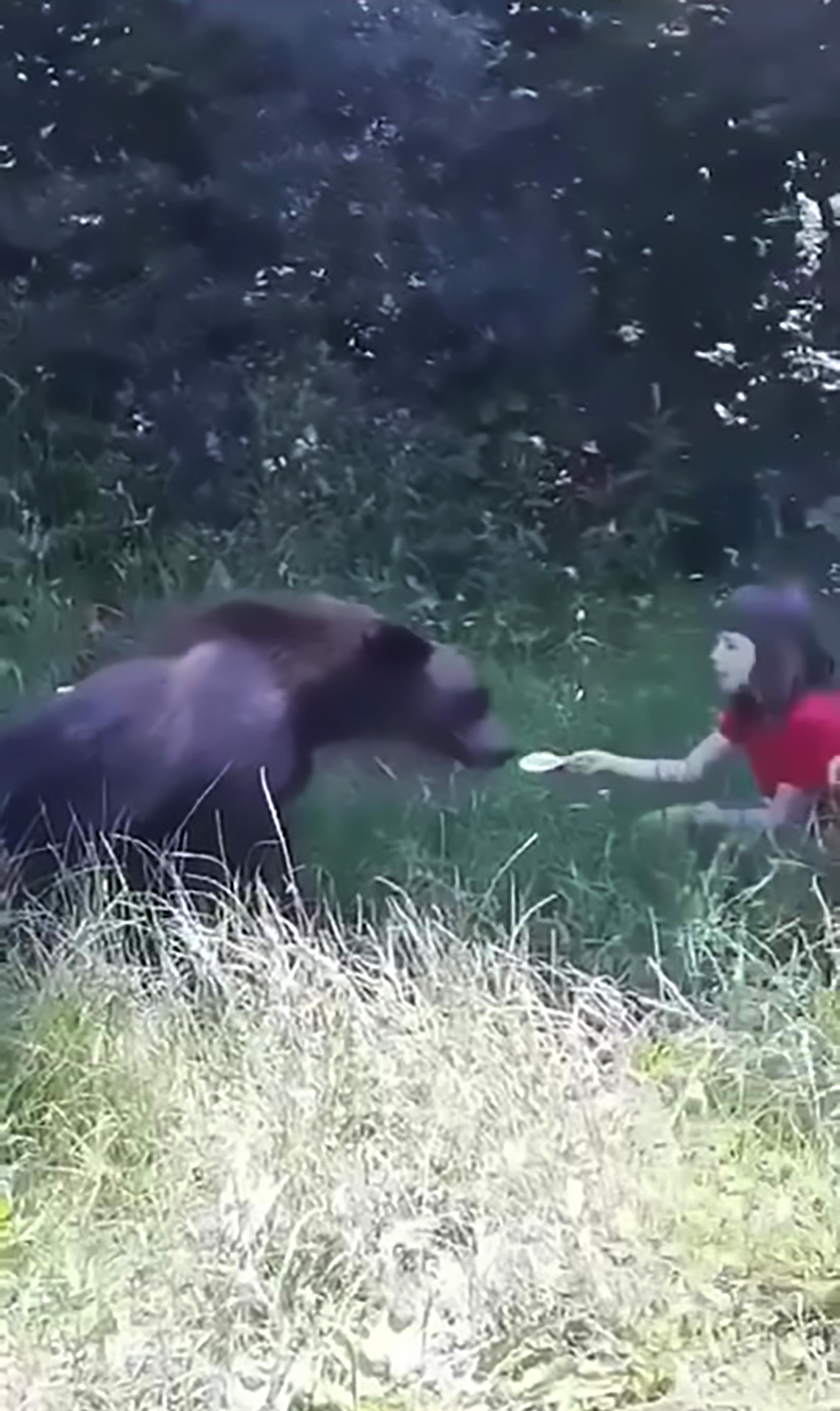 Read more about the article Girl Hand Feeds Bear While Dad Encourages Her To Pet It