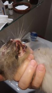 Read more about the article Kitten Dies After Firecracker Explodes In Mouth
