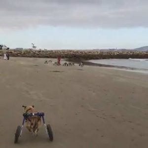 Read more about the article Adorable Disabled Pooches In Wheelchairs Play On Beach
