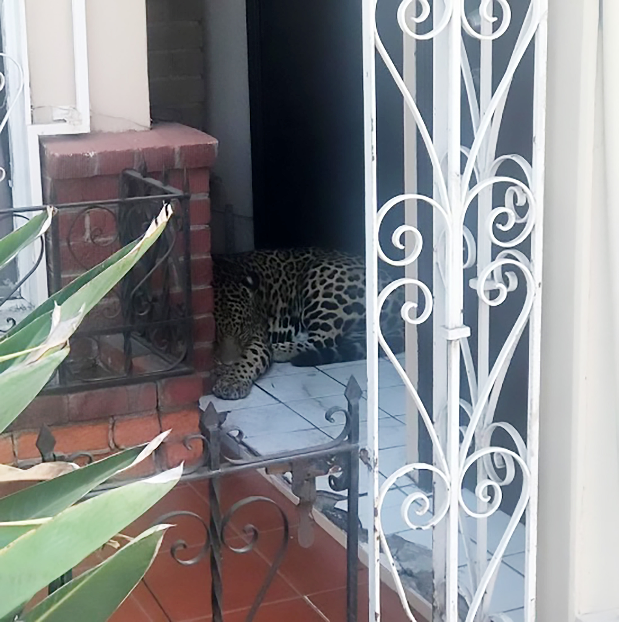 Read more about the article Jaguar Nabbed After Being Spotted Chilling On Home Patio