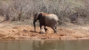 Read more about the article Ellie The Baby Elephant Stuck In Mud As Mum Panics