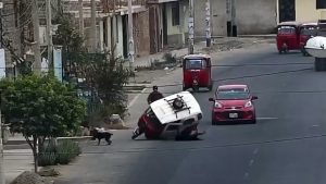 Read more about the article Super Strong Stray Dog Sends Mototaxi Tumbling Over