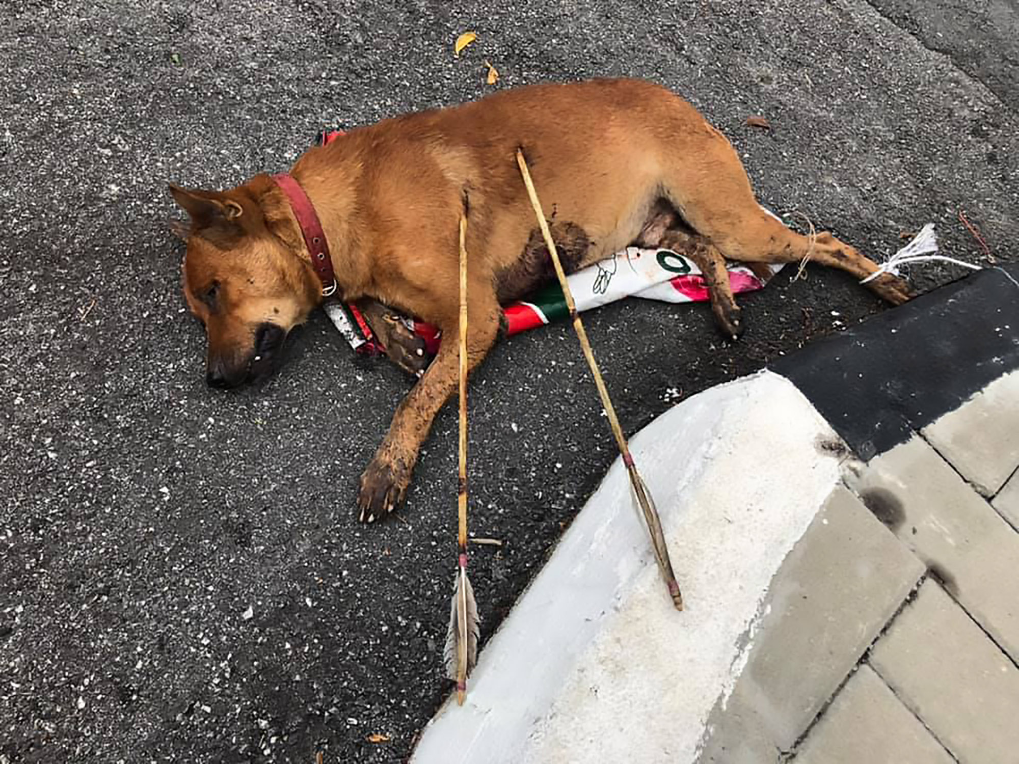 Read more about the article Bow-And-Arrow Thug Shoots Pet Dog Twice