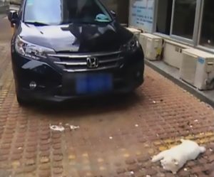 Read more about the article Poor Pooch Falls From 21st Floor Balcony Onto SUV