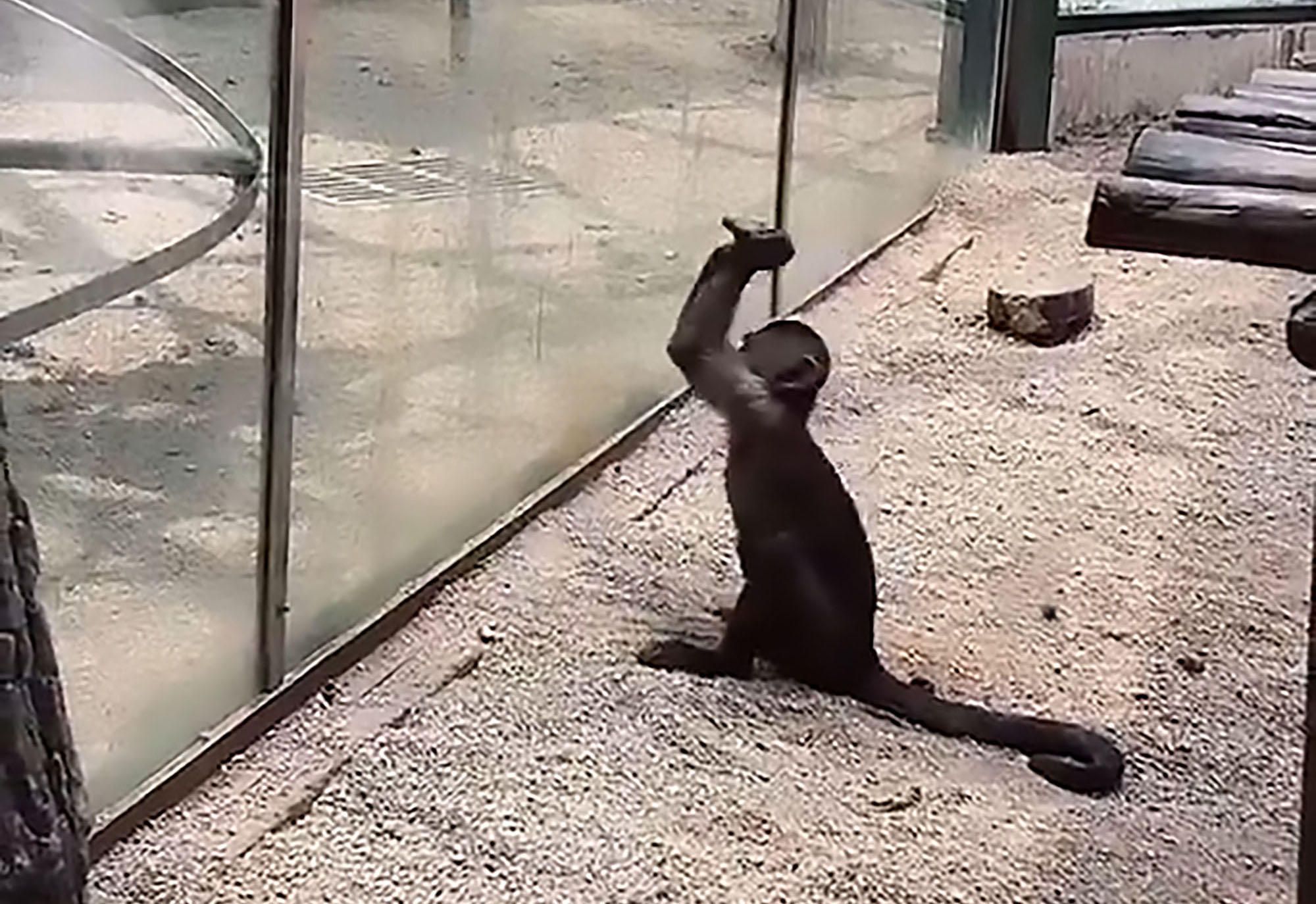 Read more about the article Caged Monkey Smashes Zoo Enclosure Glass Wall With Stone