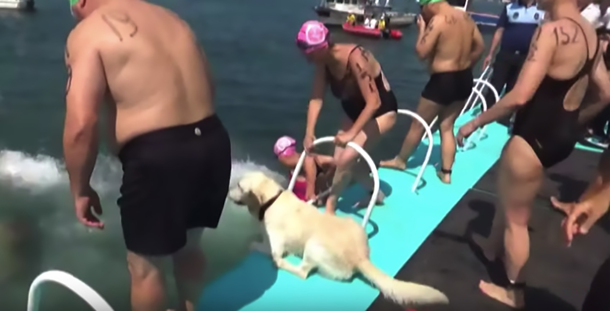 Read more about the article Loyal Dog Jumps Into Water After Owner At Swimming Race