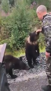 Read more about the article Bear Cub Bites Burly Drunks Hand, Tries To Drag Him Away