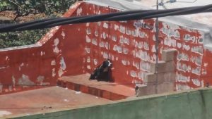 Read more about the article Short Lead Dog Panting On Tenerife Roof With No Water
