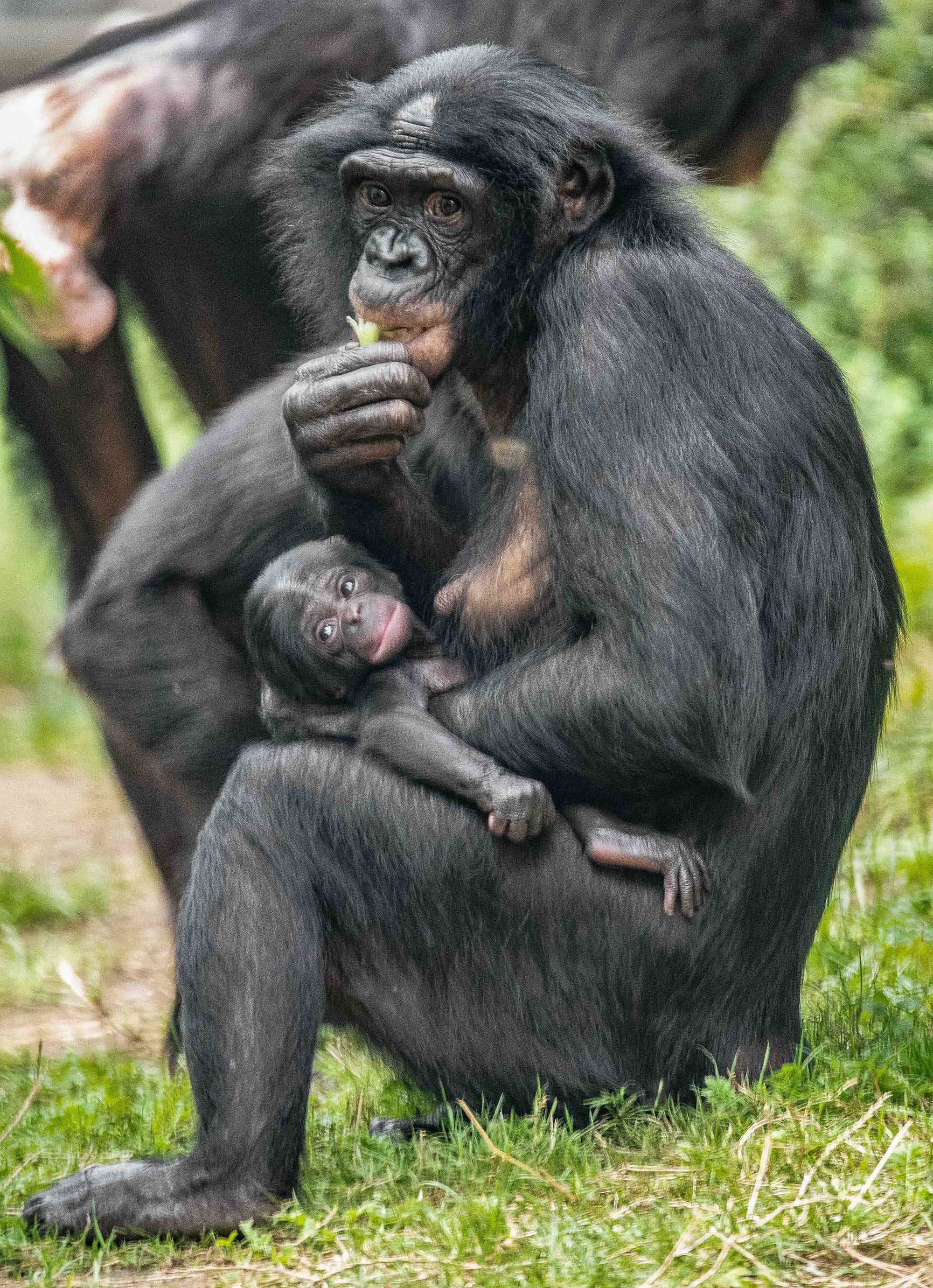 Read more about the article Zookeepers Shocked As Chimpanzee Mum Has Cute Baby