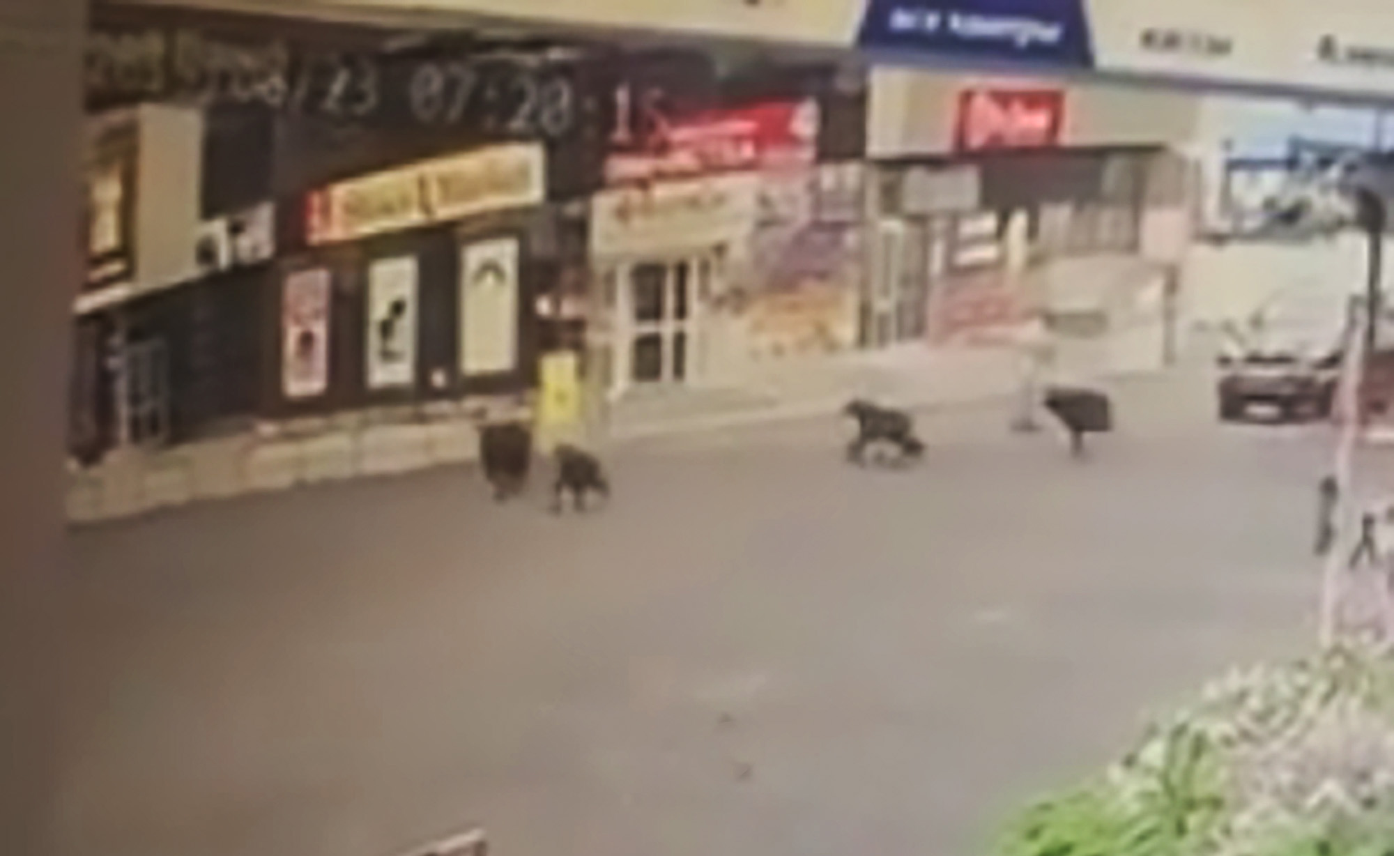 Read more about the article Residents Run In Terror As Bears Rampage Through City