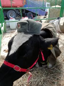 Read more about the article Cows In Soviet Army Uniforms Spark Outrage At Fair