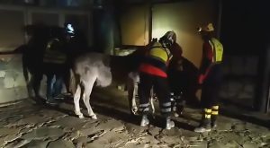 Read more about the article Tied Tourist Donkey Rescued As Fire Ravages Gran Canaria