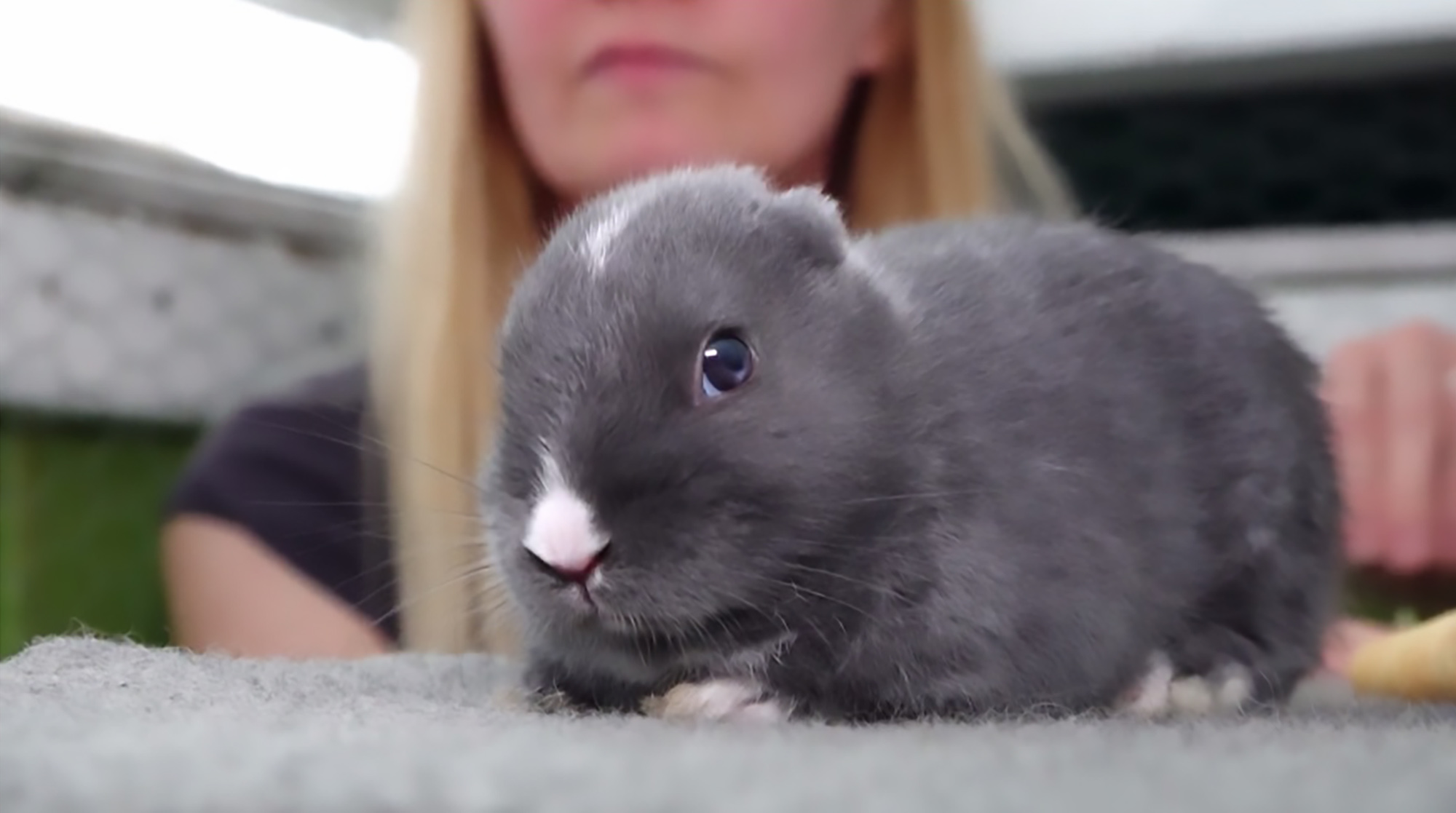 Read more about the article Cute Baby Rabbit Born Without Ears Or Tail