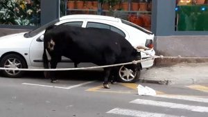 Read more about the article Tied Spain Bull Charges At Car And Pushes It On Pavement
