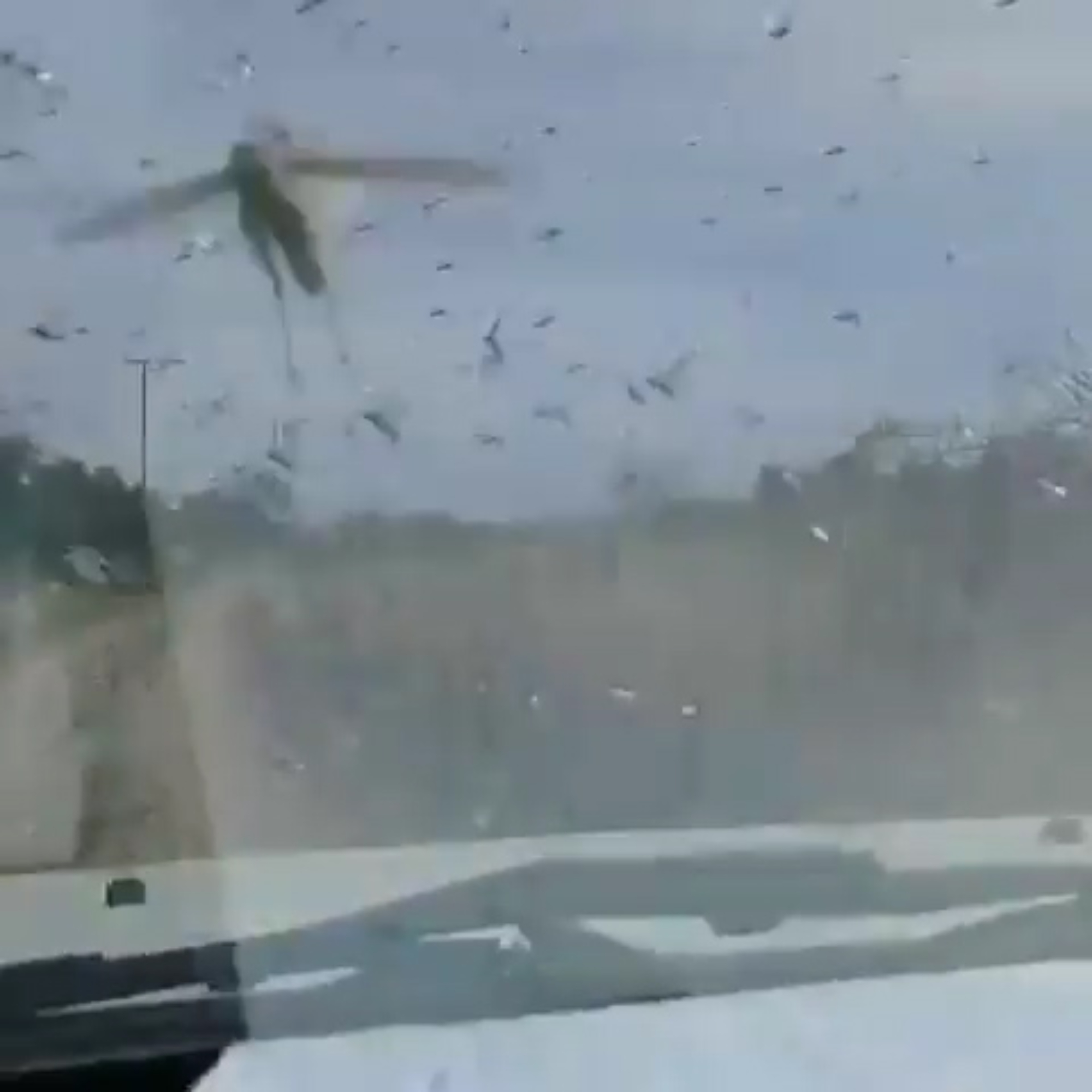 Read more about the article Moment Huge Swarm Of Locusts Invades Argentina