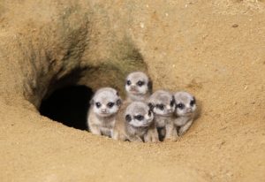 Read more about the article Proud Meerkat Mum Shows Pups New Home For First Time