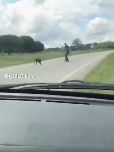 Read more about the article Policemen In Cop Cars Chase Escaped Monkeys For Hours