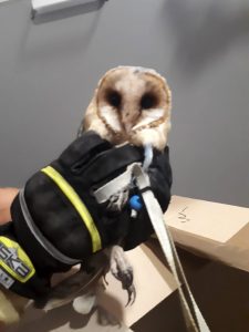 Read more about the article Poor Owl Kept With Lead Tied Around Neck Like Dog