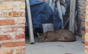 Read more about the article Large Puma Escapes, Leaps On Street As Locals Scream
