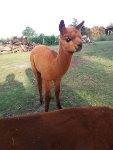 Read more about the article Hunt On For 6 Adorable Alpacas Nicked From Womans Farm