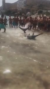 Read more about the article Reckless Tourists Try To Handle Thrashing Swordfish At Beach