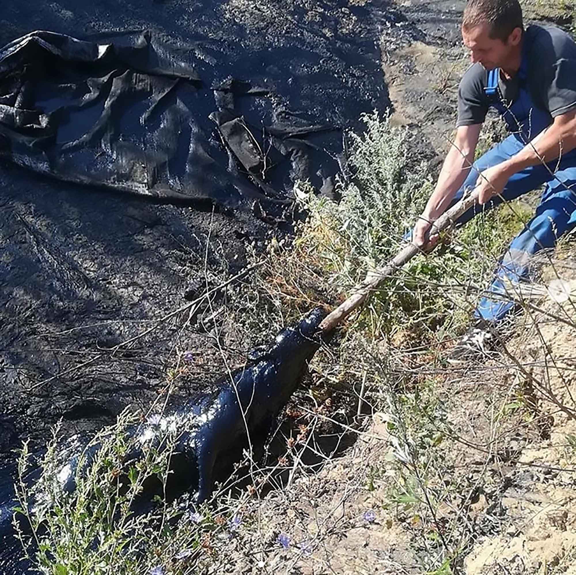 Read more about the article Unrecognisable Pooch Rescued From Tar Pit With Branch