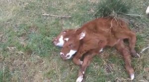 Read more about the article Mutant Two-Headed Cow Born On Farm