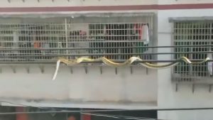 Read more about the article Homeowner Spots 10ft Snake Slithering Outside Window