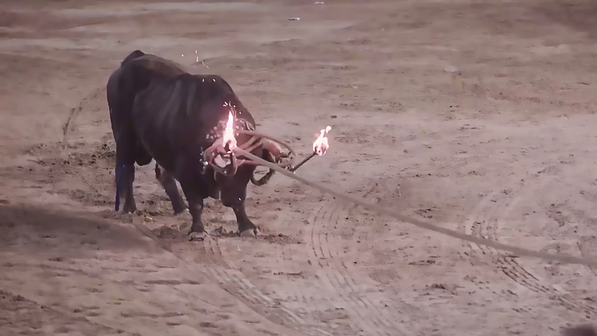 Read more about the article Tied-Up Bull Set Alight, Tormented, And Killed In Spain