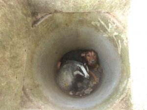 Read more about the article Mystery As Cute Badger And Dog Pals Stuck Down Manhole