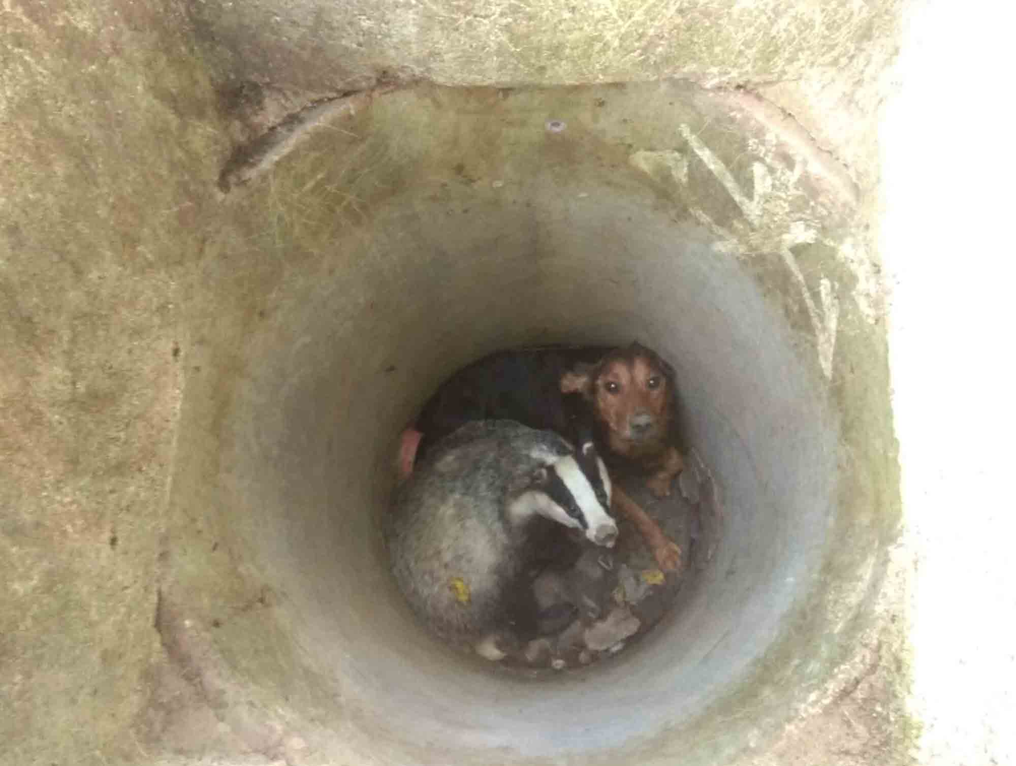 Read more about the article Mystery As Cute Badger And Dog Pals Stuck Down Manhole