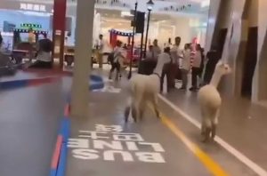 Read more about the article Alpaca Tries Mounting Female In Shopping Centre Escape