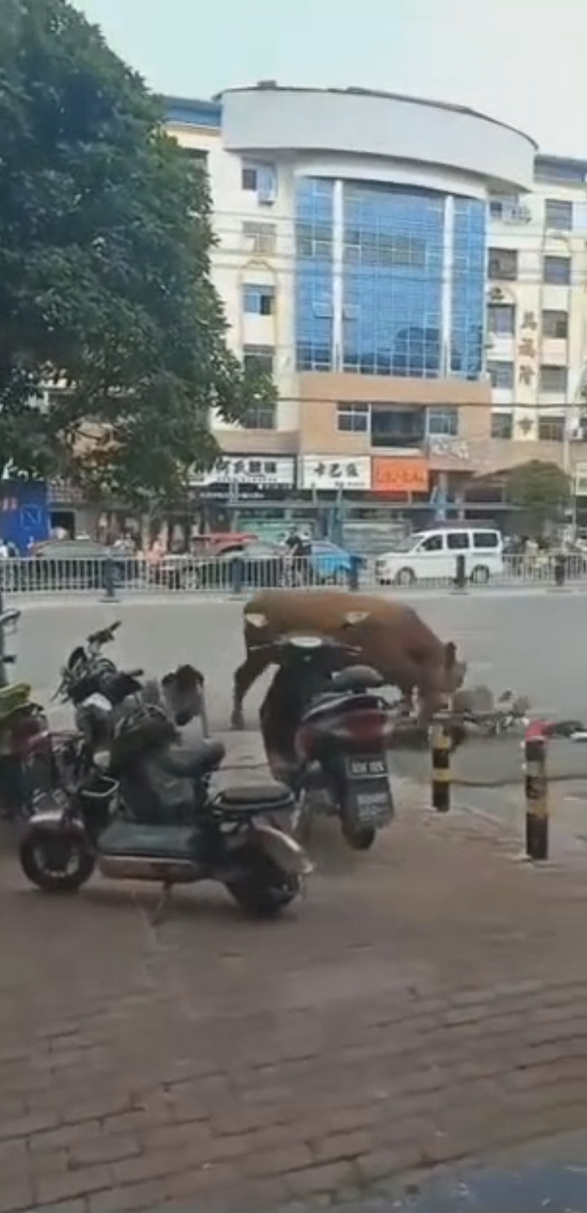 Read more about the article Raging Bull Escapes Owner And Knocks Woman Off Moped