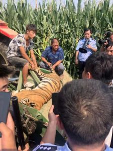 Read more about the article Performing Tiger Escapes Circus Cage As Crowd Panic