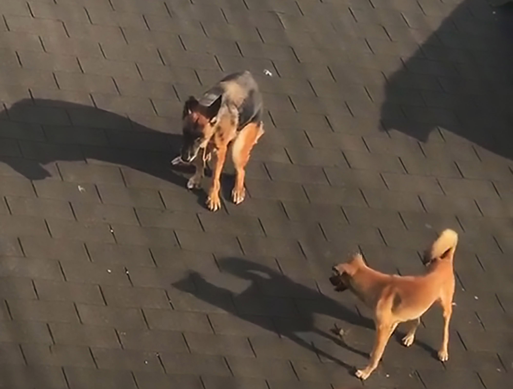 Read more about the article Dog Owner Lets Pooches Poo On Building Rooftop