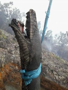 Read more about the article Giant 30ft Python Carcass Found Dead In Forest Fires