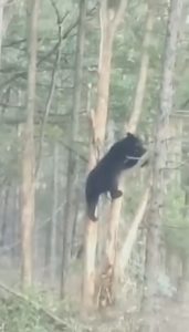 Read more about the article Rare Black Bear Caught By Boar Trap Left Stuck Up Tree