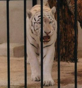 Read more about the article Spain Couple With Albino Tiger Nabbed For Drug Deal