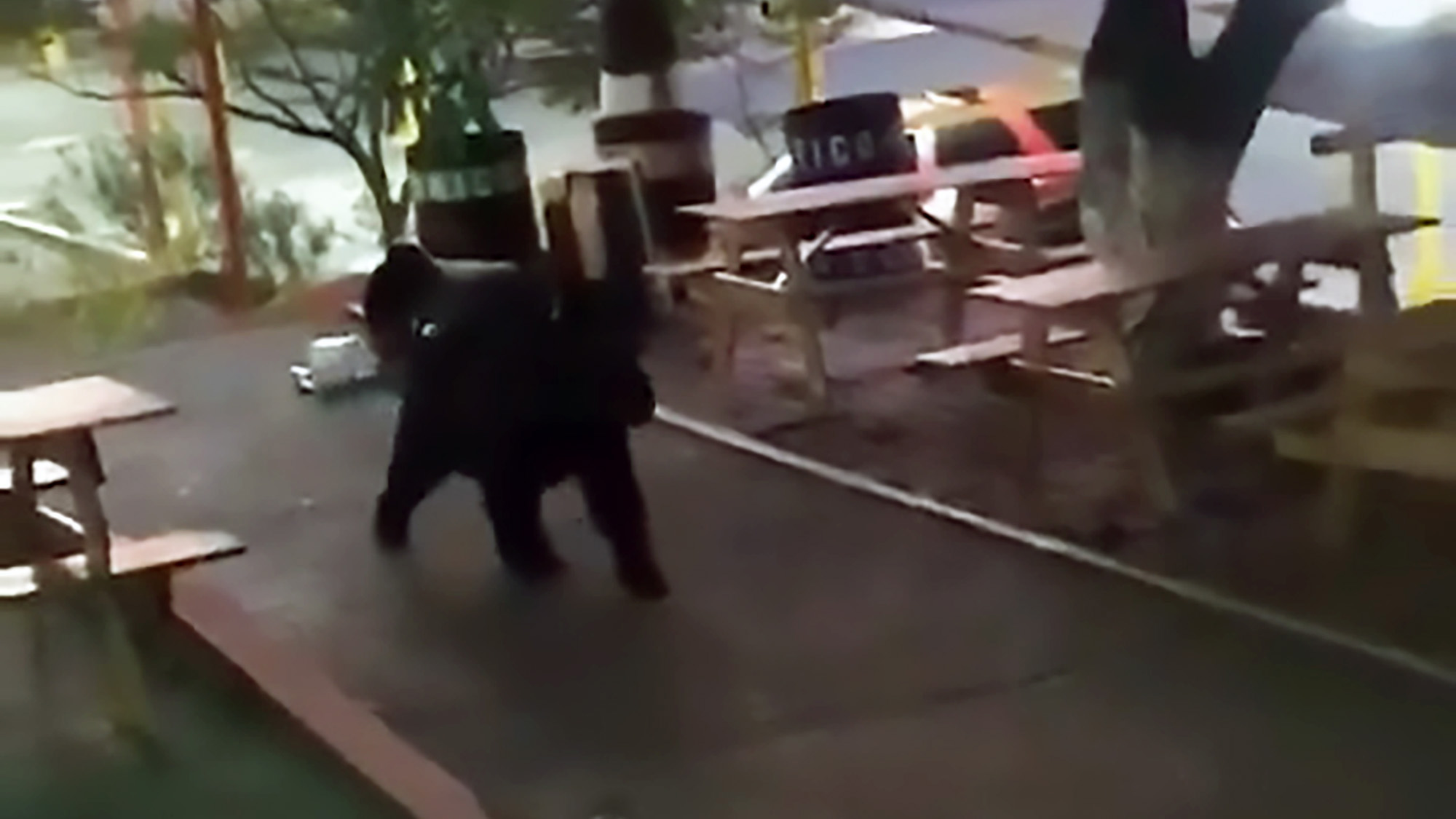 Read more about the article Reckless Students Approach Bear Wandering Around Campus