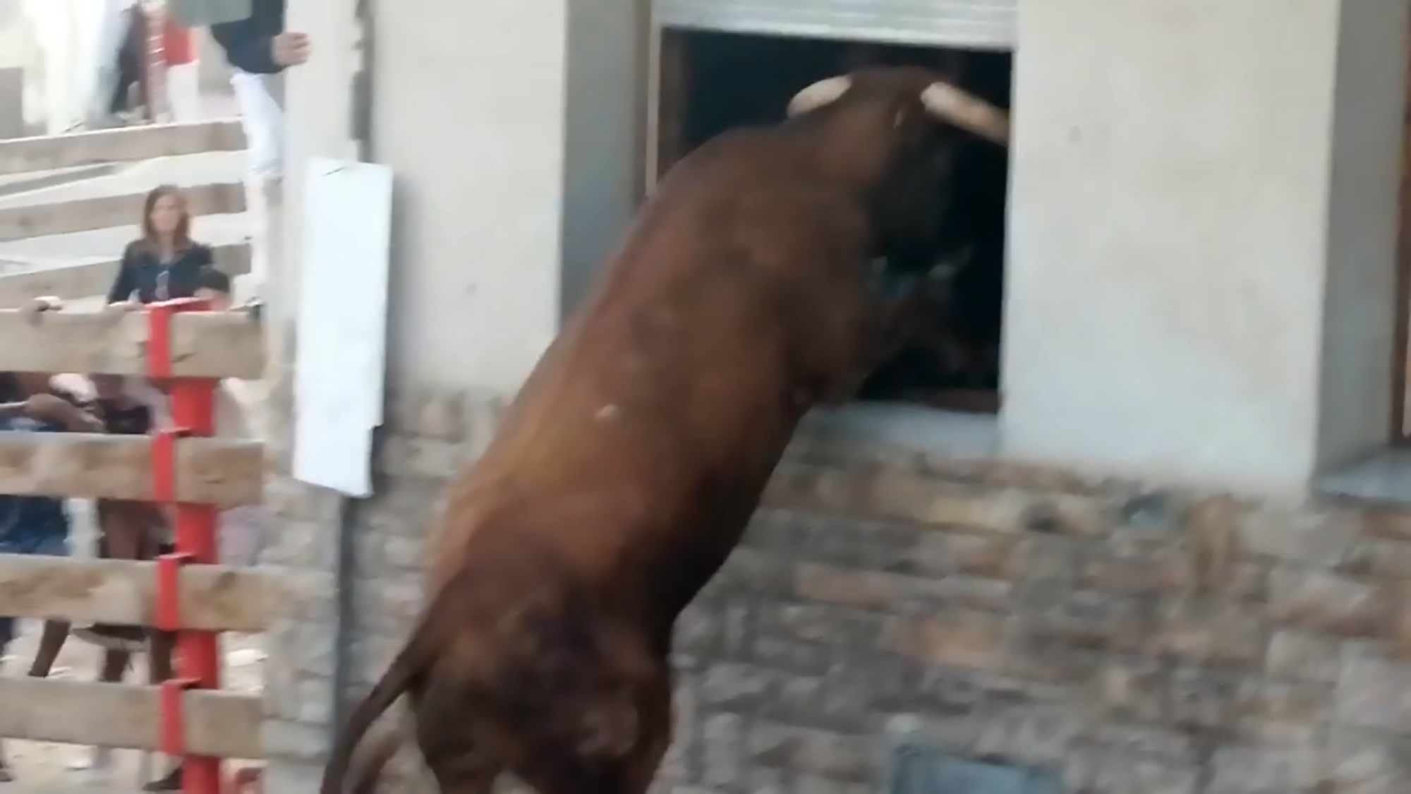 Read more about the article Scared Spain Bull Tries To Climb In Home Through Window