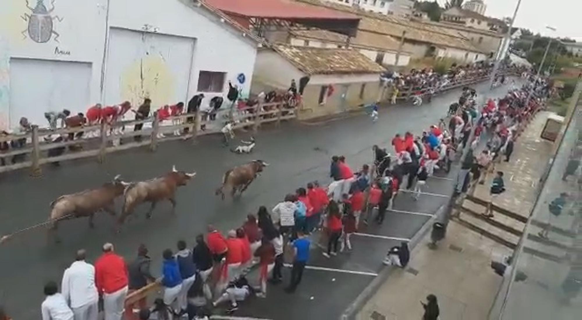 Read more about the article 26yo Man Gored By Running Bull During Cruel Street Event